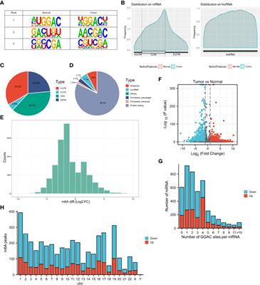 Comprehensive Analysis of the Transcriptome-wide m6A Methylome in Lung Adenocarcinoma by MeRIP Sequencing